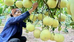 Bắc Giang: Chuẩn bị nội lực xúc tiến tiêu thụ cam, bưởi và nông sản